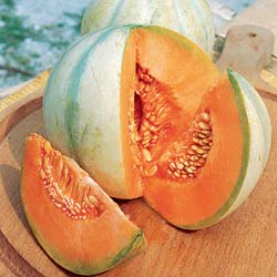 Meloa 'Super Prcoce du Roc'